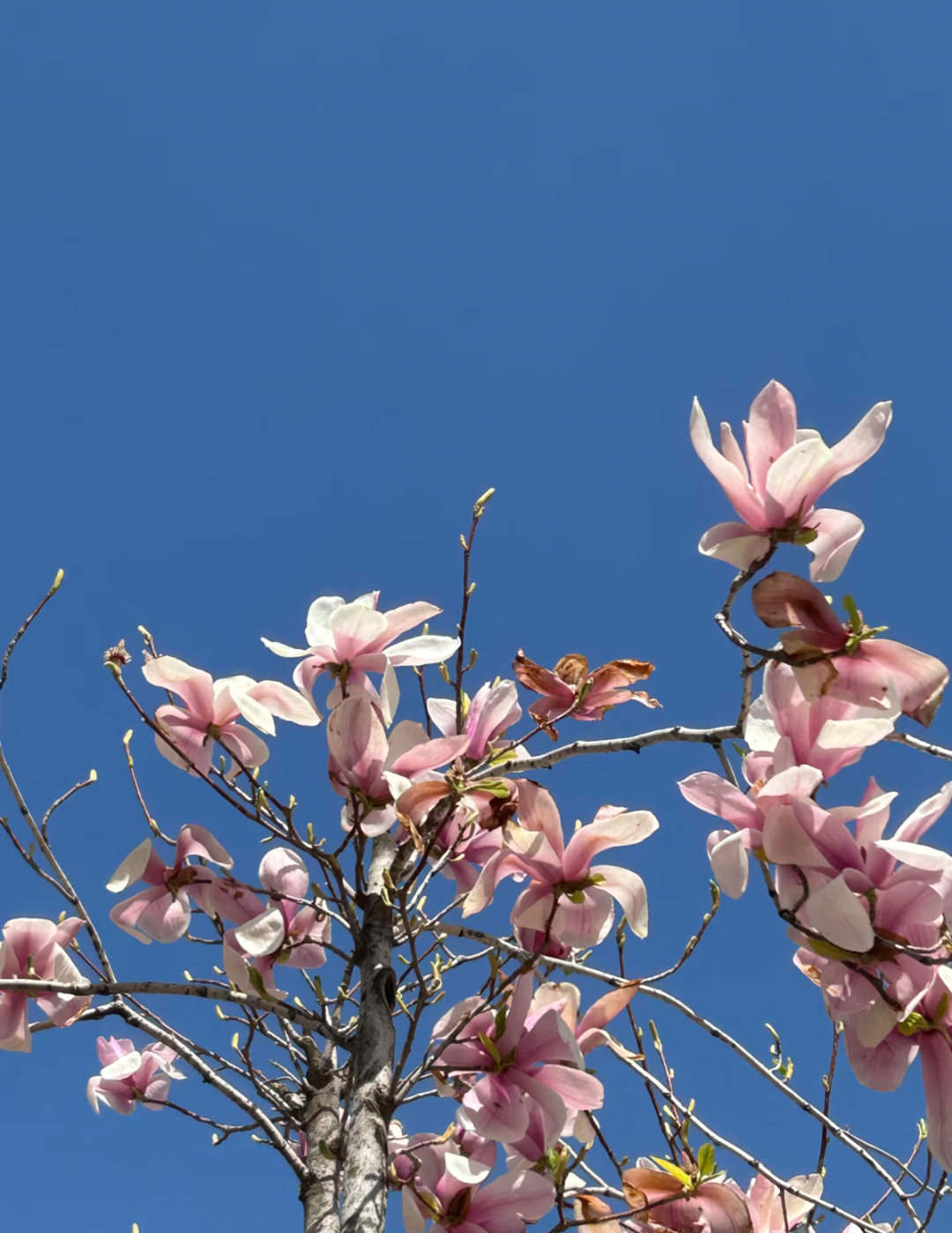 浪漫启春！河南玉兰赏花地图来啦→