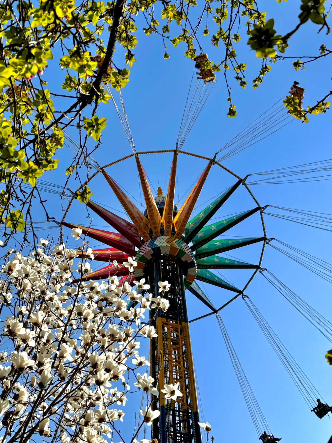 浪漫启春！河南玉兰赏花地图来啦→