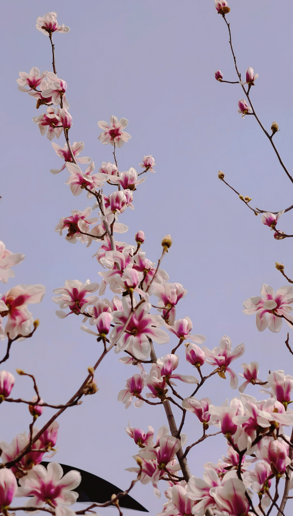 浪漫启春！河南玉兰赏花地图来啦→