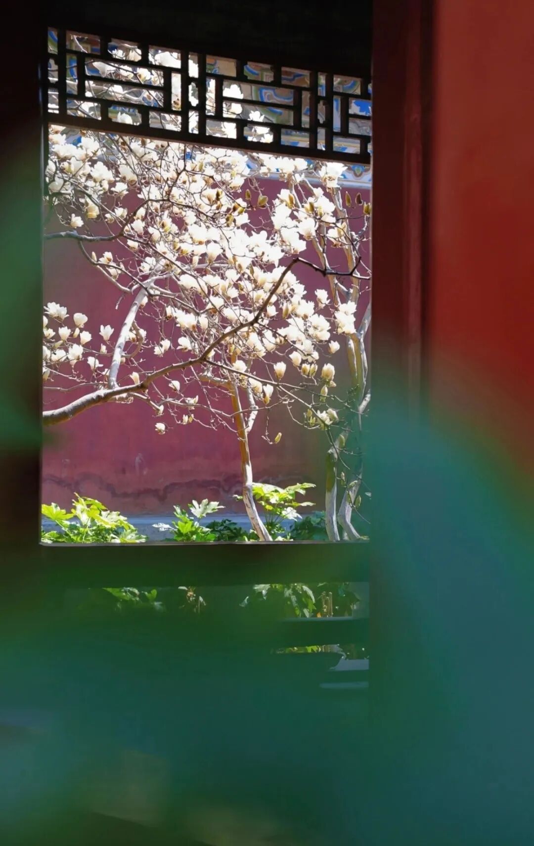 浪漫启春！河南玉兰赏花地图来啦→