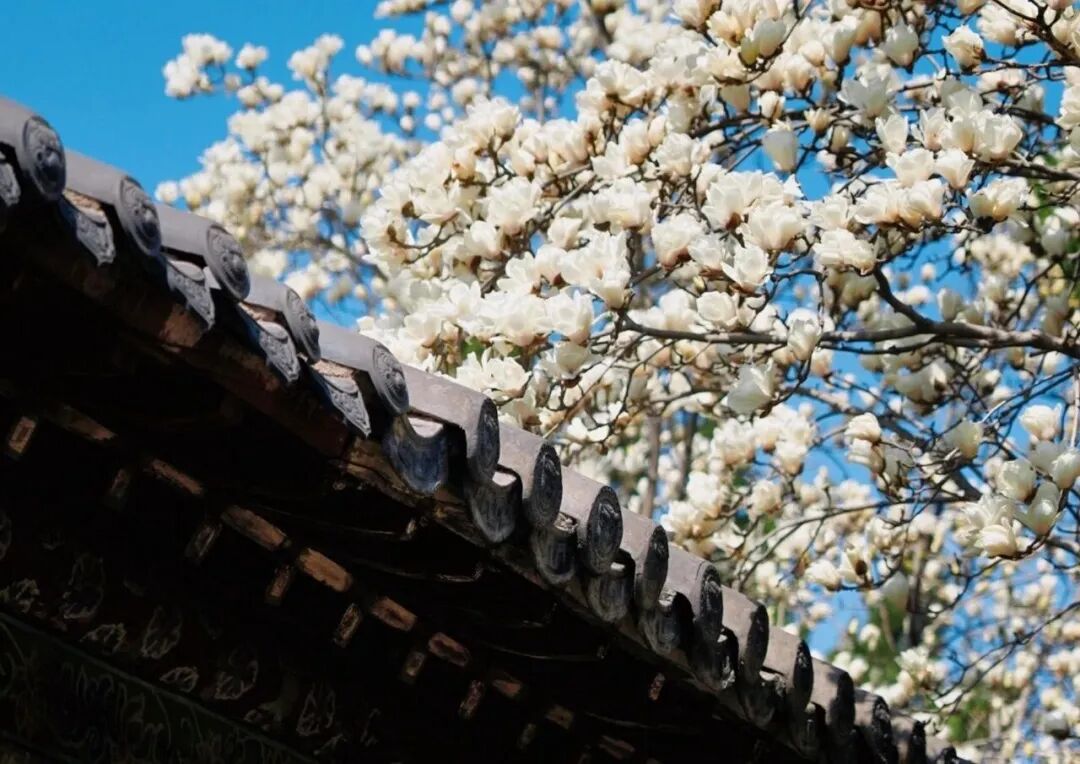浪漫启春！河南玉兰赏花地图来啦→