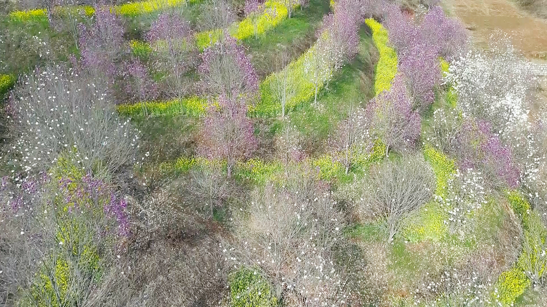 浪漫启春！河南玉兰赏花地图来啦→