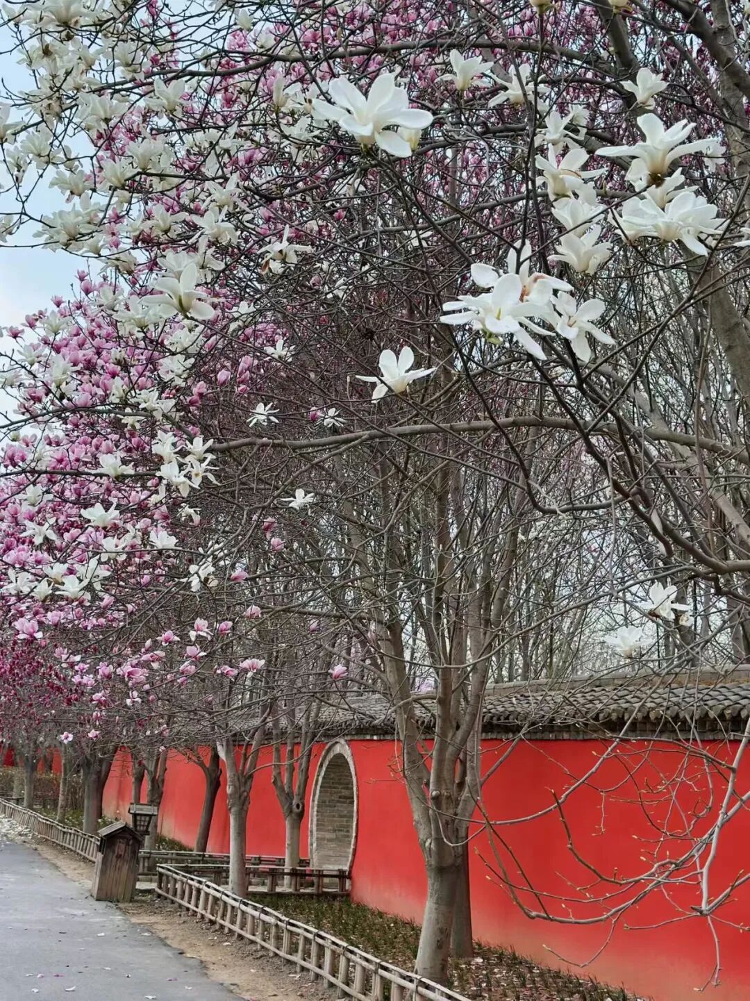 浪漫启春！河南玉兰赏花地图来啦→