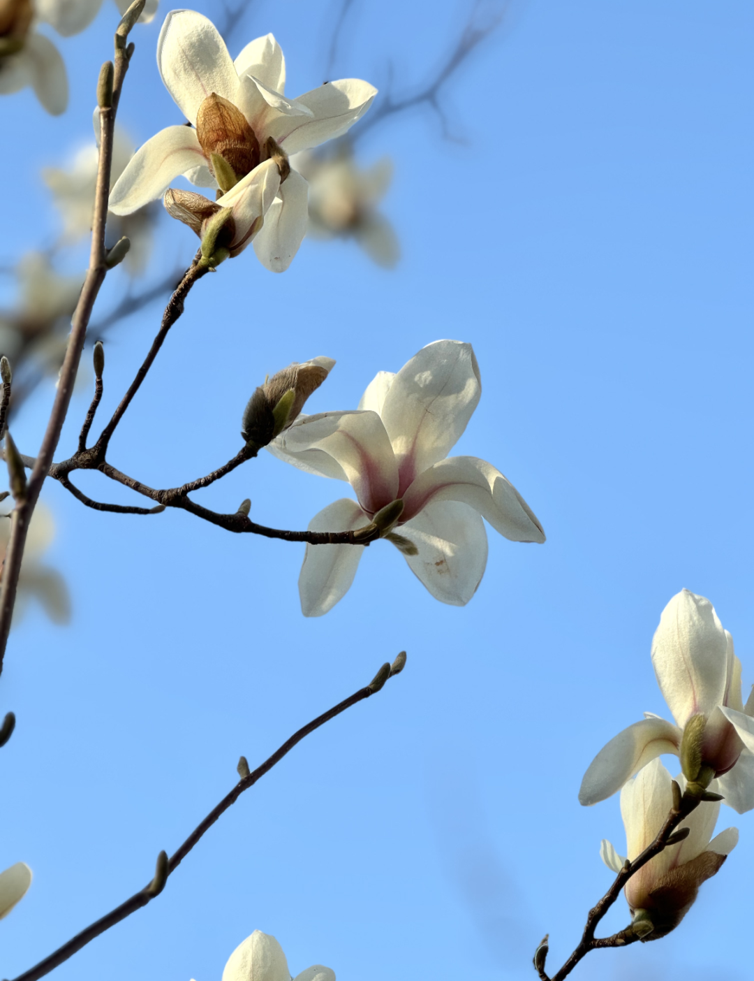 浪漫启春！河南玉兰赏花地图来啦→