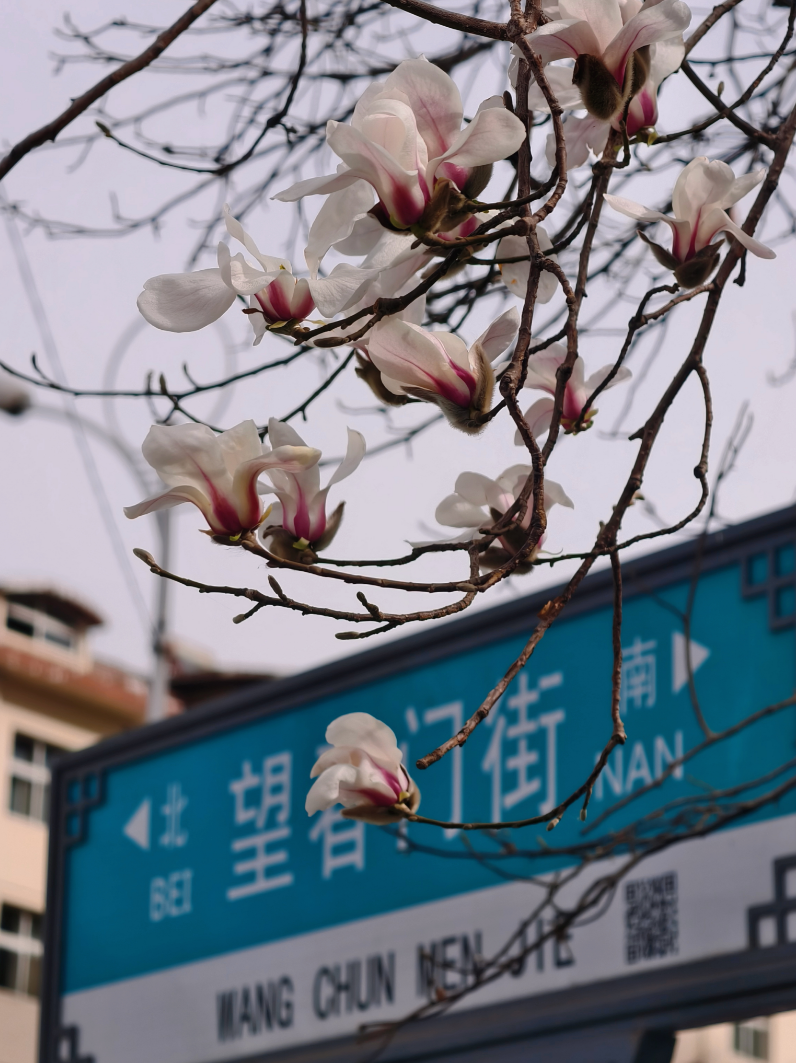 浪漫启春！河南玉兰赏花地图来啦→