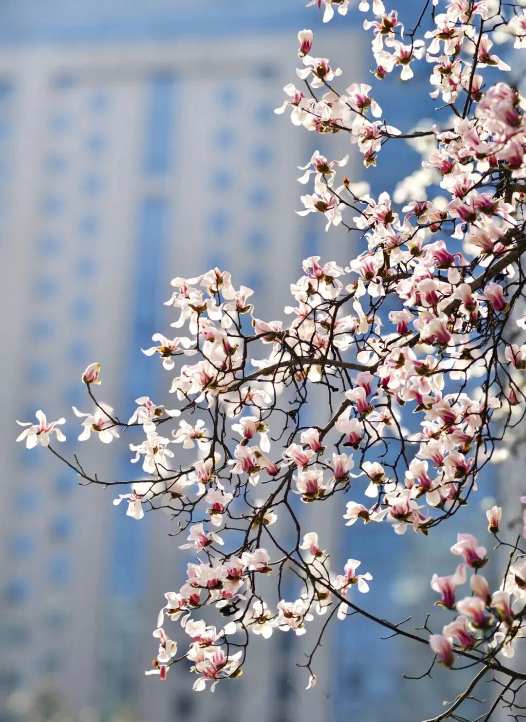 浪漫启春！河南玉兰赏花地图来啦→