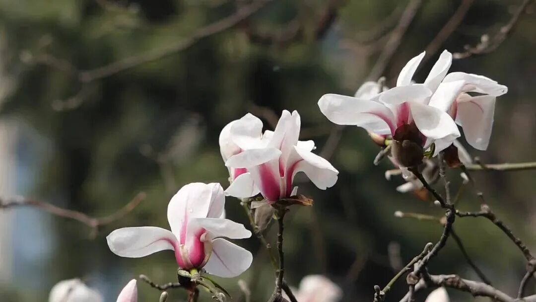 浪漫启春！河南玉兰赏花地图来啦→