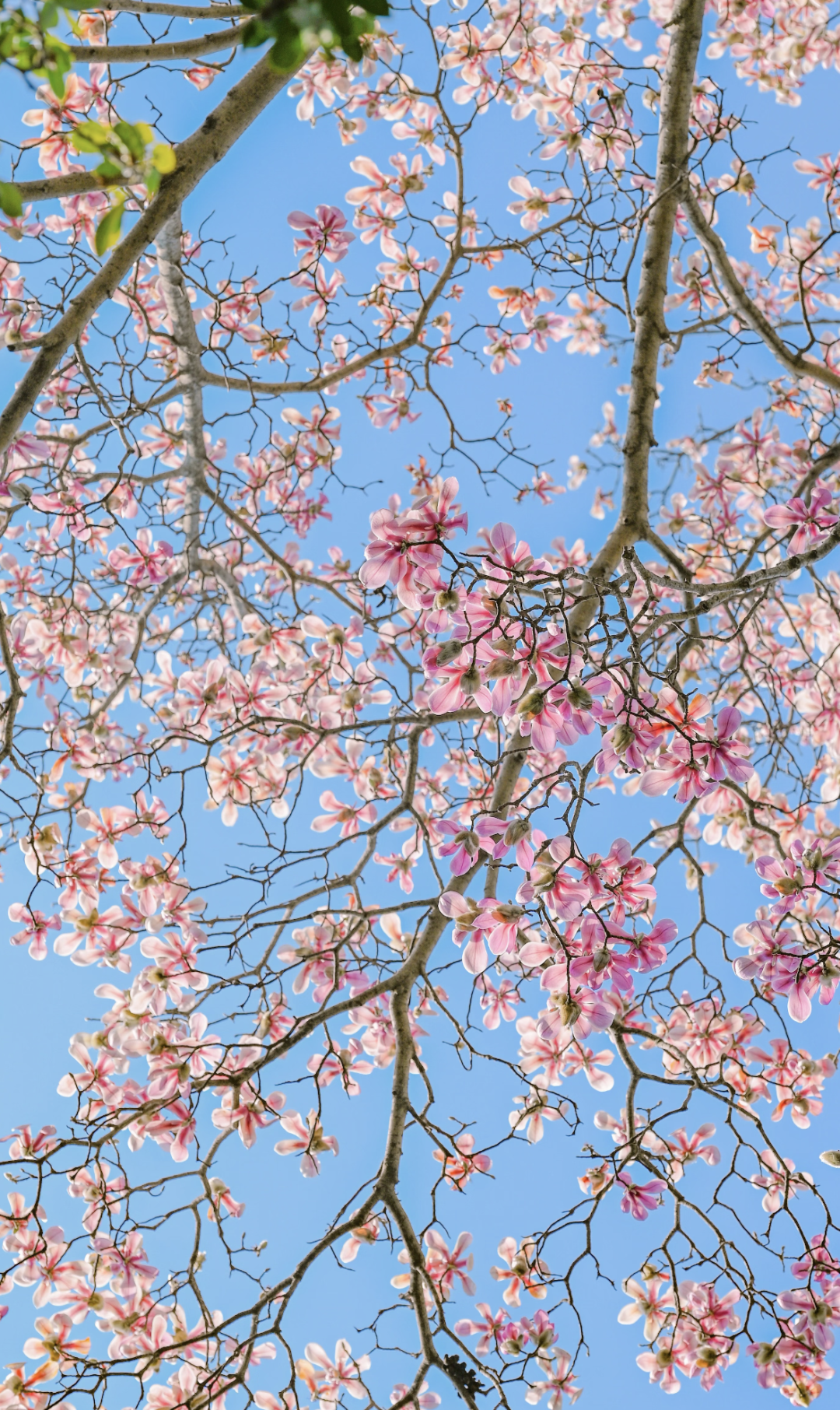 浪漫启春！河南玉兰赏花地图来啦→