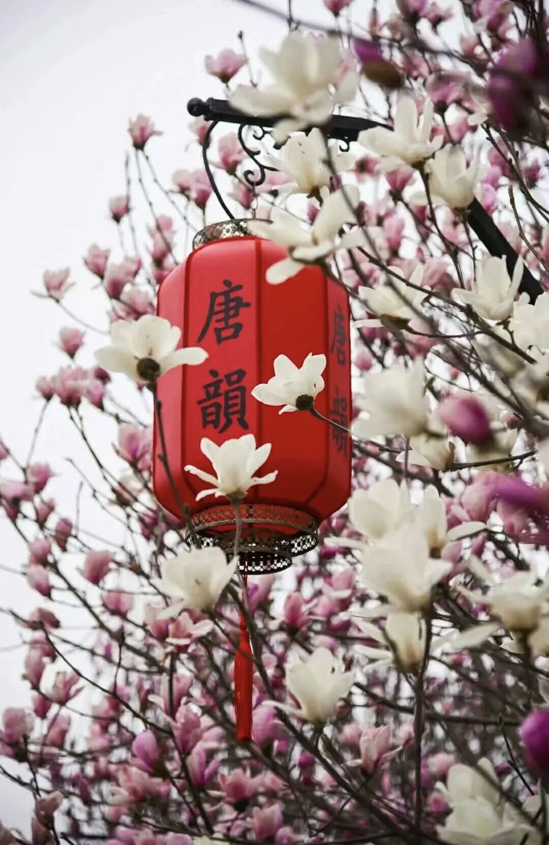 浪漫启春！河南玉兰赏花地图来啦→