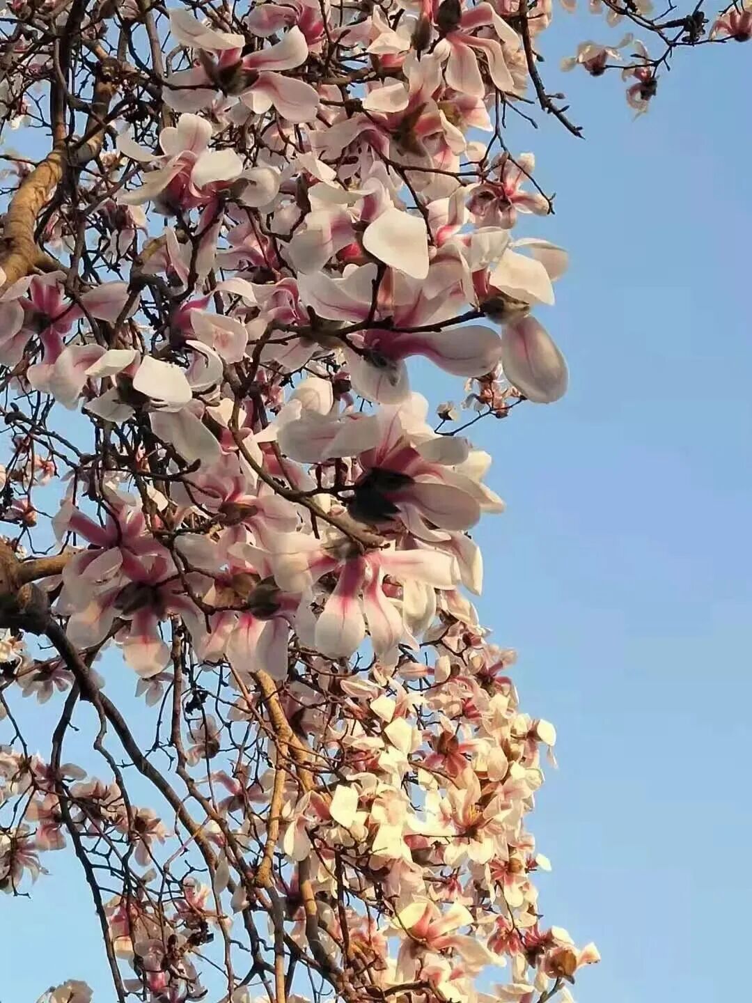 浪漫启春！河南玉兰赏花地图来啦→