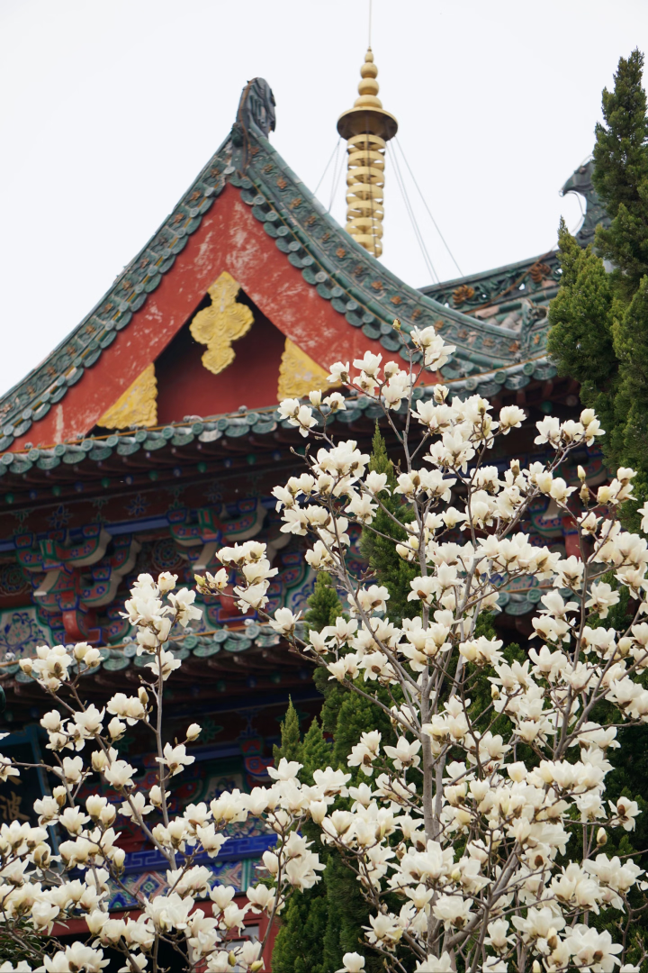 浪漫启春！河南玉兰赏花地图来啦→