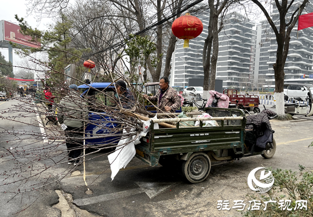 春染天中绿意浓 苗木市场购销旺
