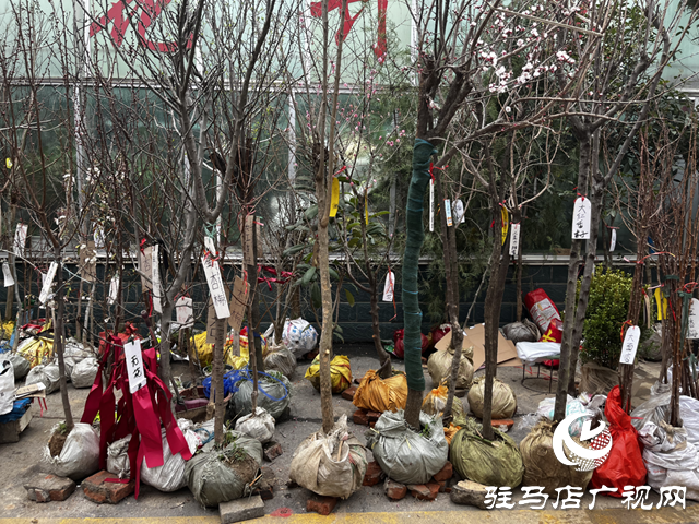 春染天中绿意浓 苗木市场购销旺