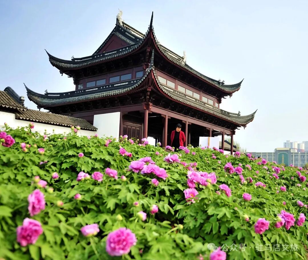 赴一场天中花事|驻马店赏花指南,承包你的春日浪漫