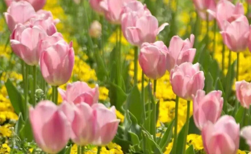 赴一场天中花事|驻马店赏花指南,承包你的春日浪漫