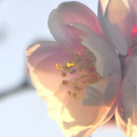 赴一场天中花事|驻马店赏花指南,承包你的春日浪漫