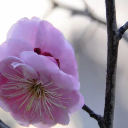 赴一场天中花事|驻马店赏花指南,承包你的春日浪漫