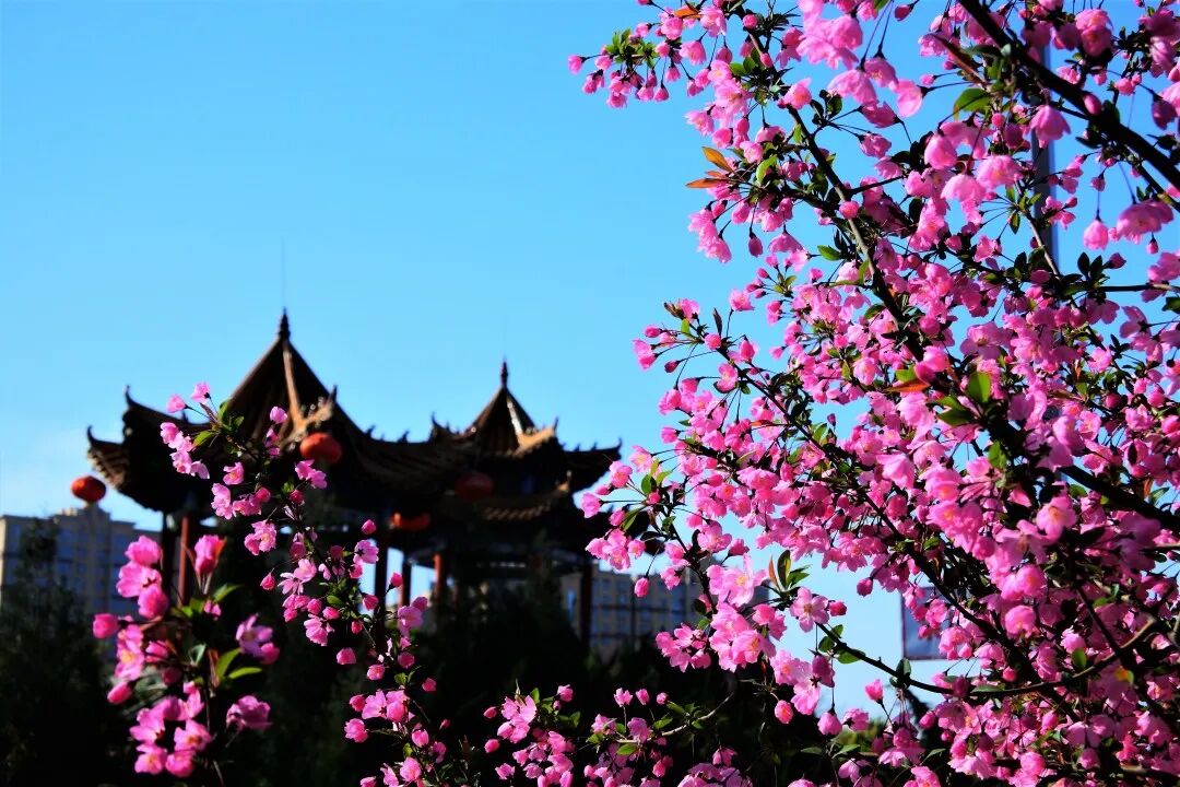 赴一场天中花事|驻马店赏花指南,承包你的春日浪漫