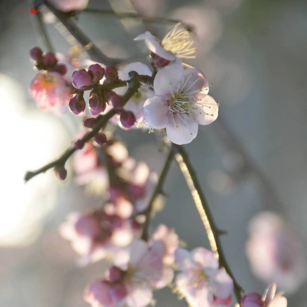 赴一场天中花事|驻马店赏花指南,承包你的春日浪漫