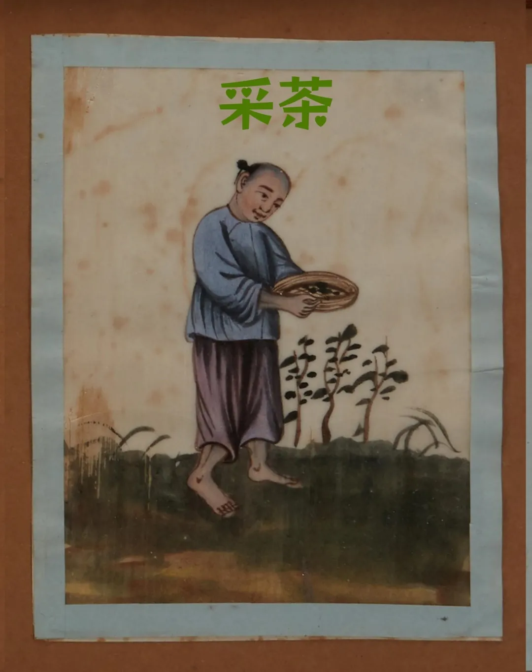 文博日历丨古代制茶分几步？这份“制茶教程”包教包会