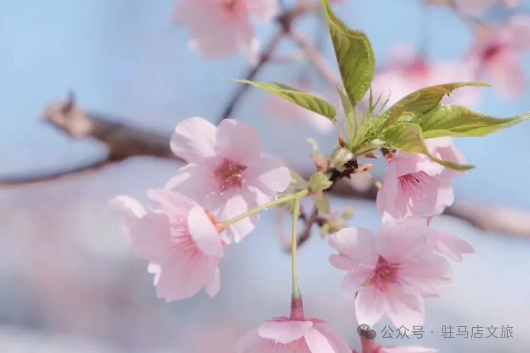 赴一场天中花事|驻马店赏花指南,承包你的春日浪漫