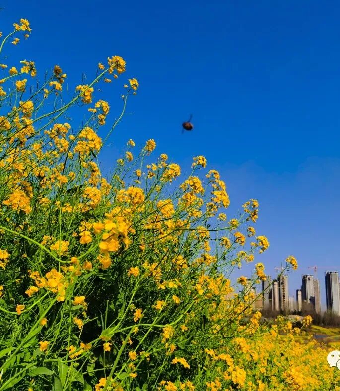 赴一场天中花事|驻马店赏花指南,承包你的春日浪漫