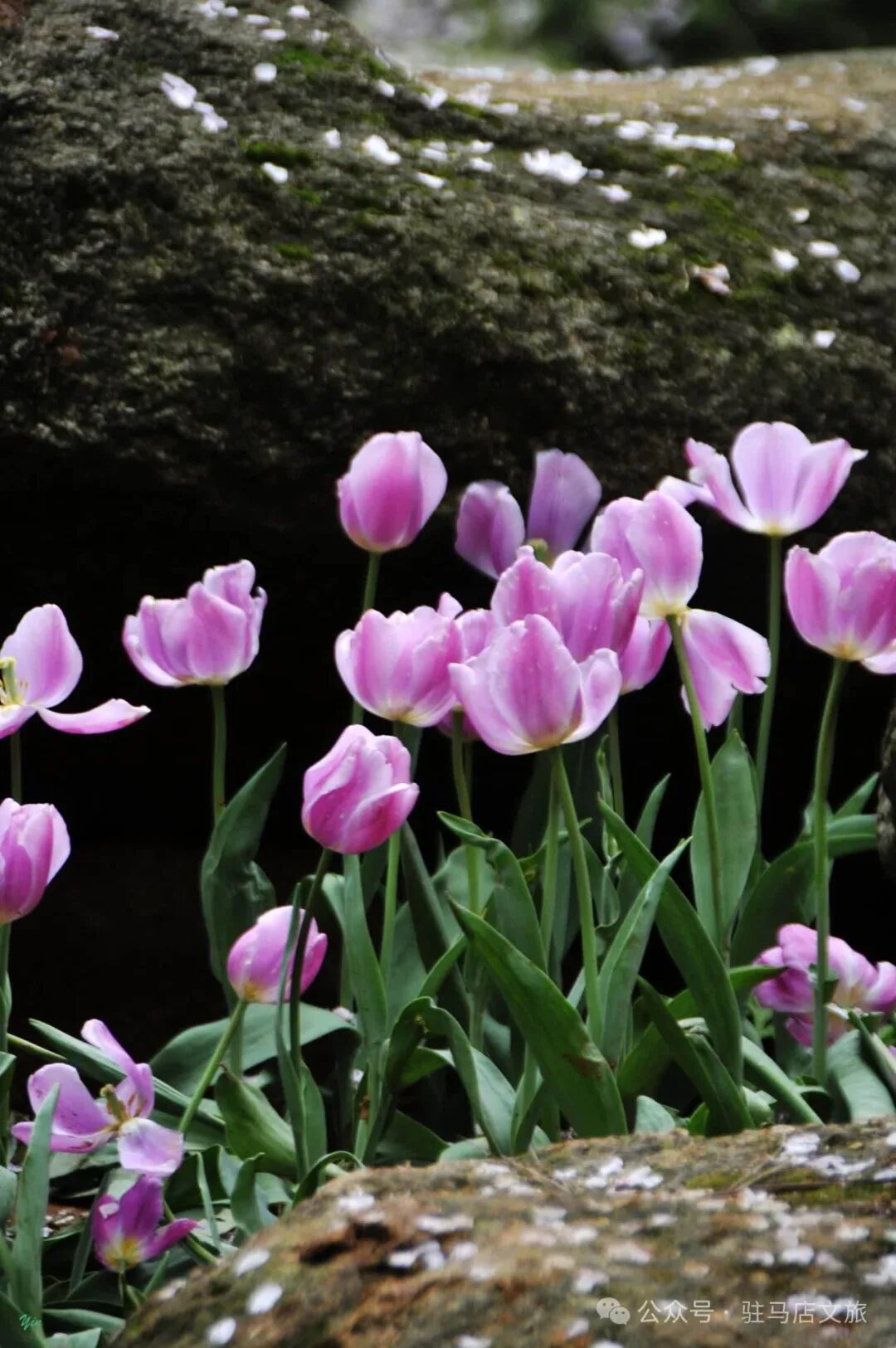 赴一场天中花事|驻马店赏花指南,承包你的春日浪漫