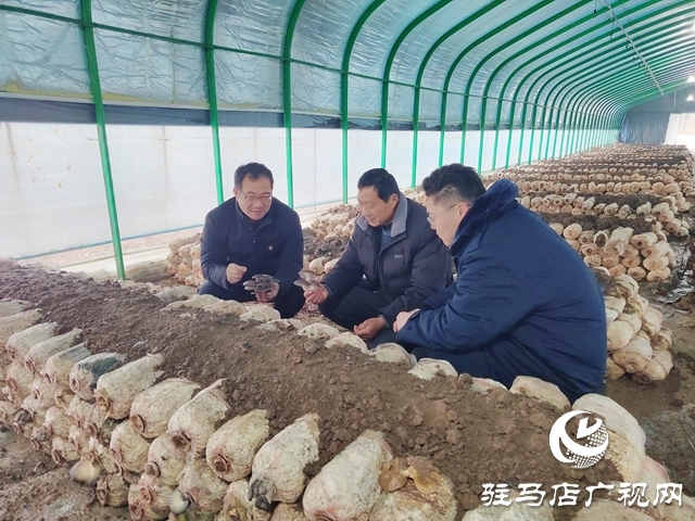 新蔡县石家湖村:小菌菇撑起乡村振兴“致富伞”