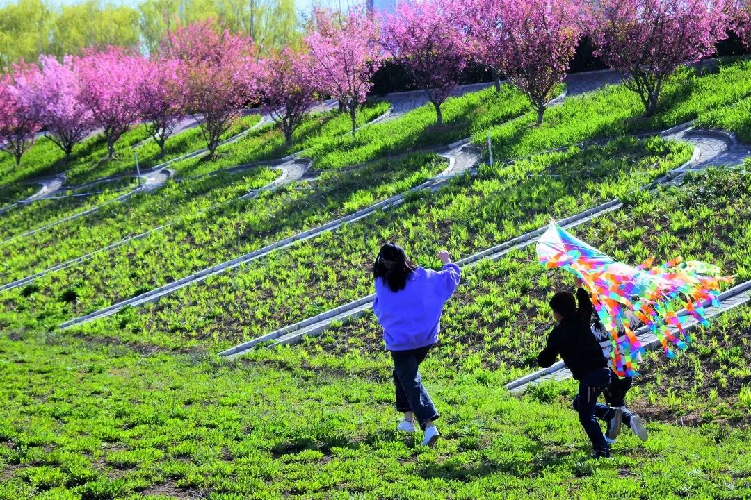 赴一场天中花事|驻马店赏花指南,承包你的春日浪漫