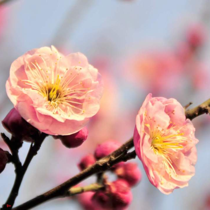 赴一场天中花事|驻马店赏花指南,承包你的春日浪漫