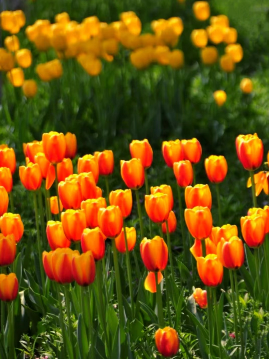 赴一场天中花事|驻马店赏花指南,承包你的春日浪漫