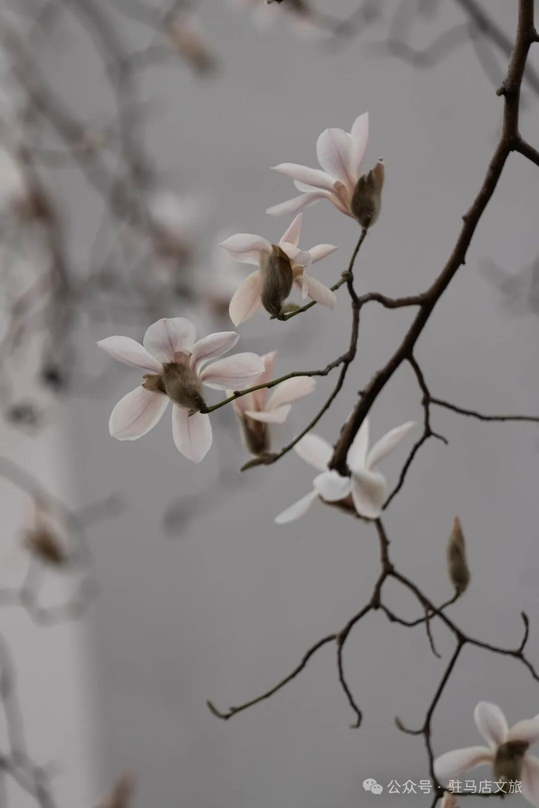 赴一场天中花事｜驻马店赏花指南，承包你的春日浪漫