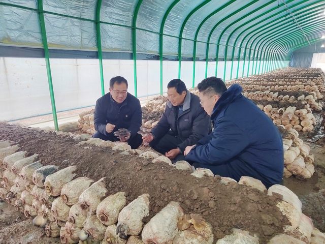 新蔡县石家湖村：小菌菇撑起乡村振兴“致富伞”