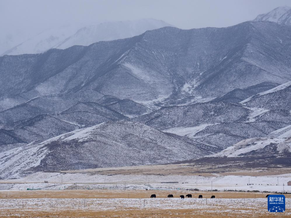 青海祁连：春雪润高原