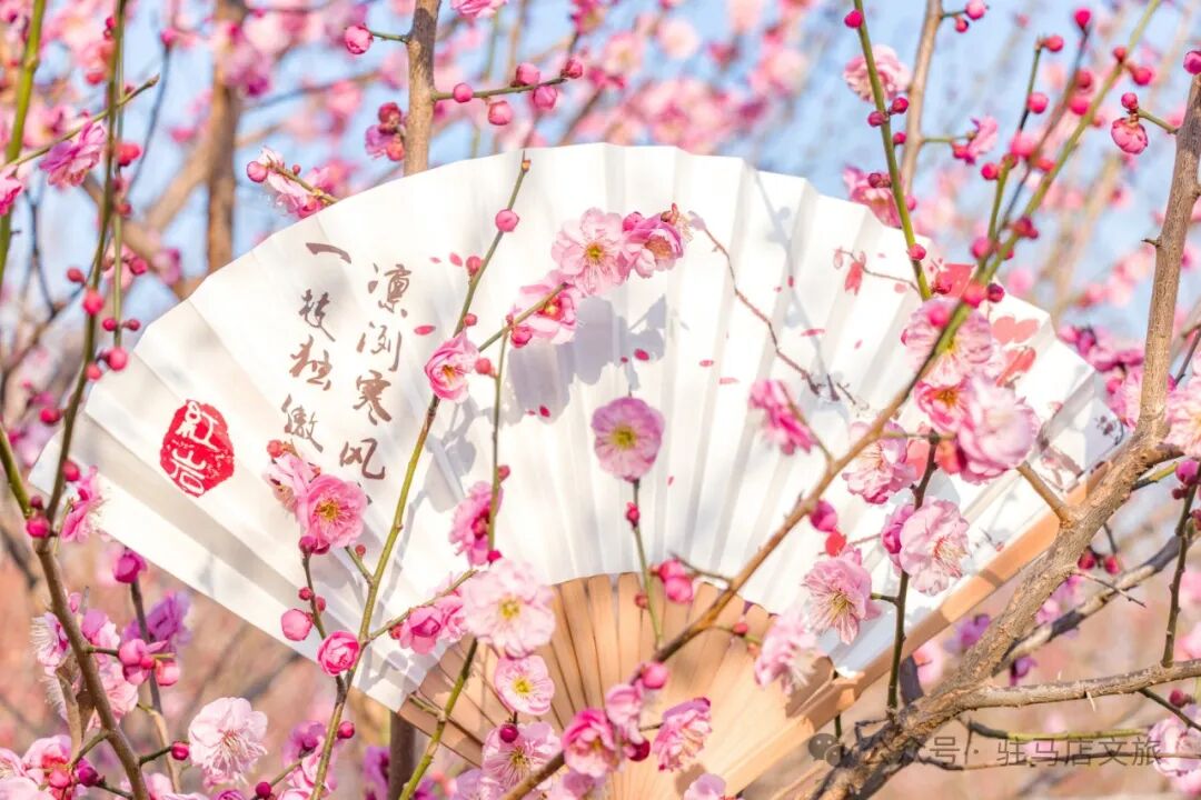 赴一场天中花事|驻马店赏花指南,承包你的春日浪漫