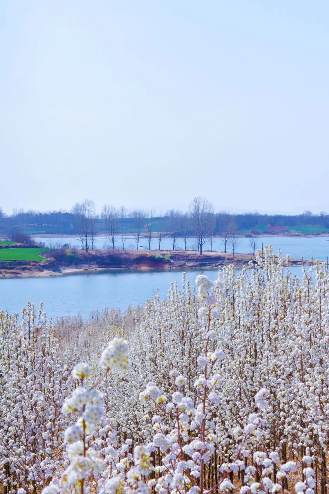 3月赏花天花板，拍照零废片！