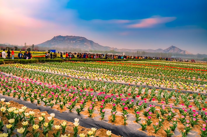 3月赏花天花板，拍照零废片！