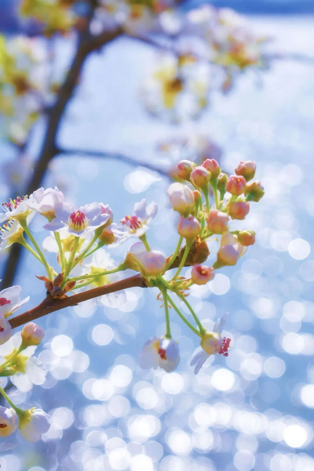3月赏花天花板，拍照零废片！