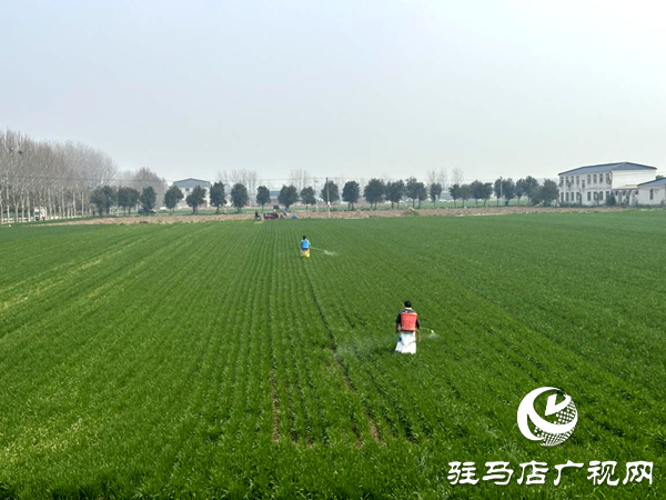 平舆县射桥镇：抢抓农时强春管 精管麦田保丰收