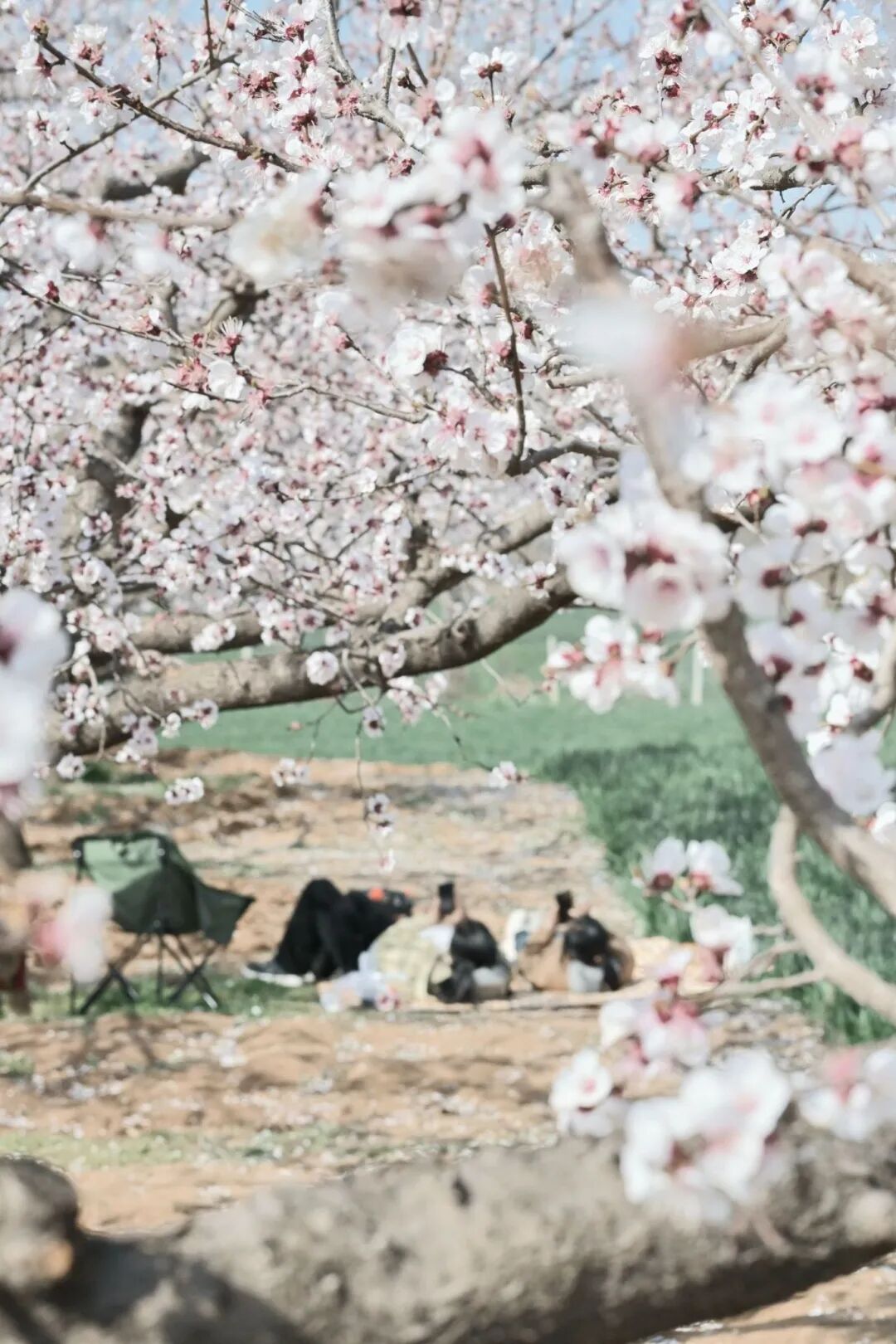 3月赏花天花板，拍照零废片！