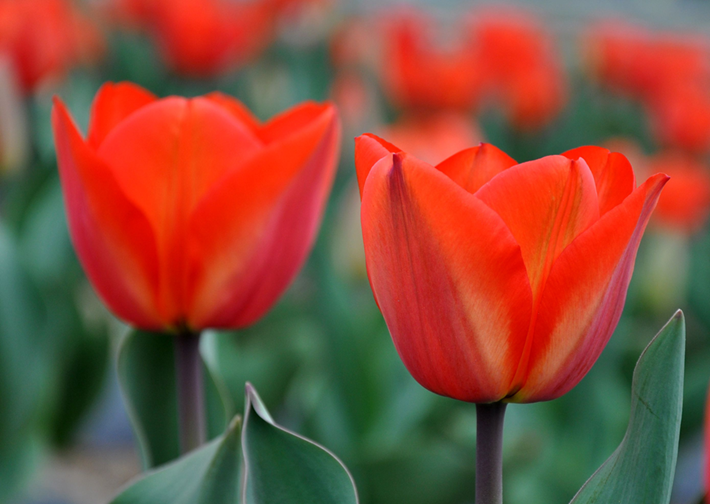 3月赏花天花板，拍照零废片！