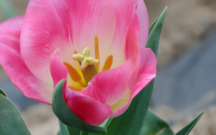 3月赏花天花板，拍照零废片！