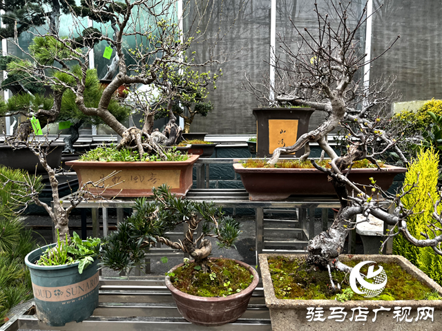 杨亚东：把平凡做成专业 盆景人生别有洞天