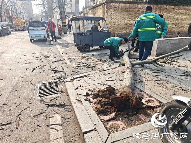  开发区城市管理事务中心：快速处置倾斜行道树 保障道路通行安全