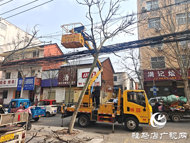  开发区城市管理事务中心：快速处置倾斜行道树 保障道路通行安全
