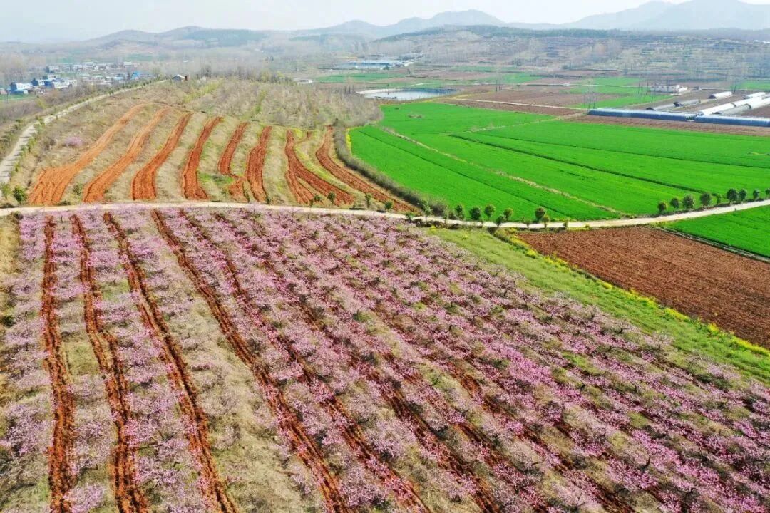 3月赏花天花板，拍照零废片！