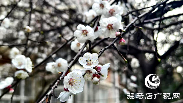 杏花盛放！驻马店春日限定美景上线