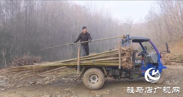 25年！确山七旬夫妇把3000亩荒山变绿岭