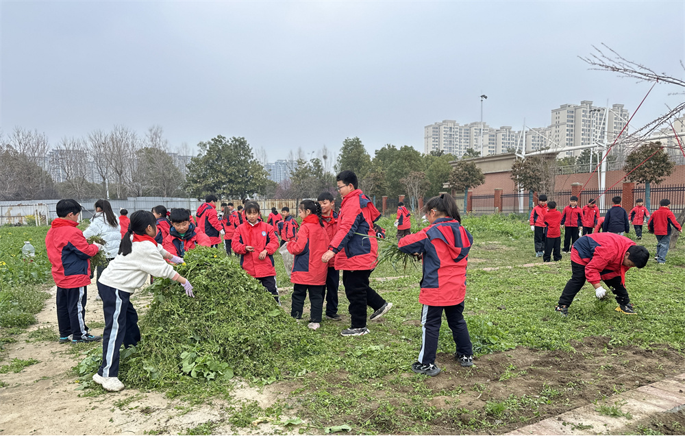  春风护春耕 劳动润童心——驻马店第二实验小学开展拔草护春耕实践活动