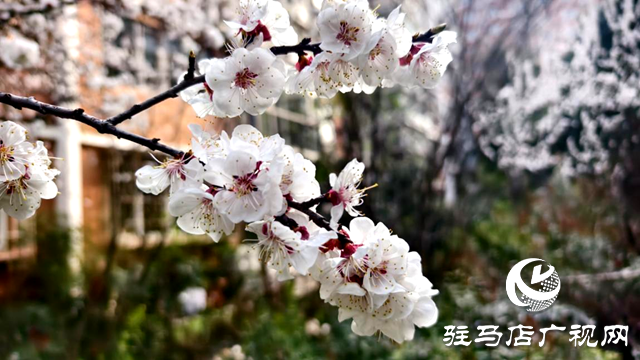 杏花盛放！驻马店春日限定美景上线